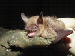 Diversité faunistique Balandran - Murin à oreilles échancrées (Myotis emarginatus)